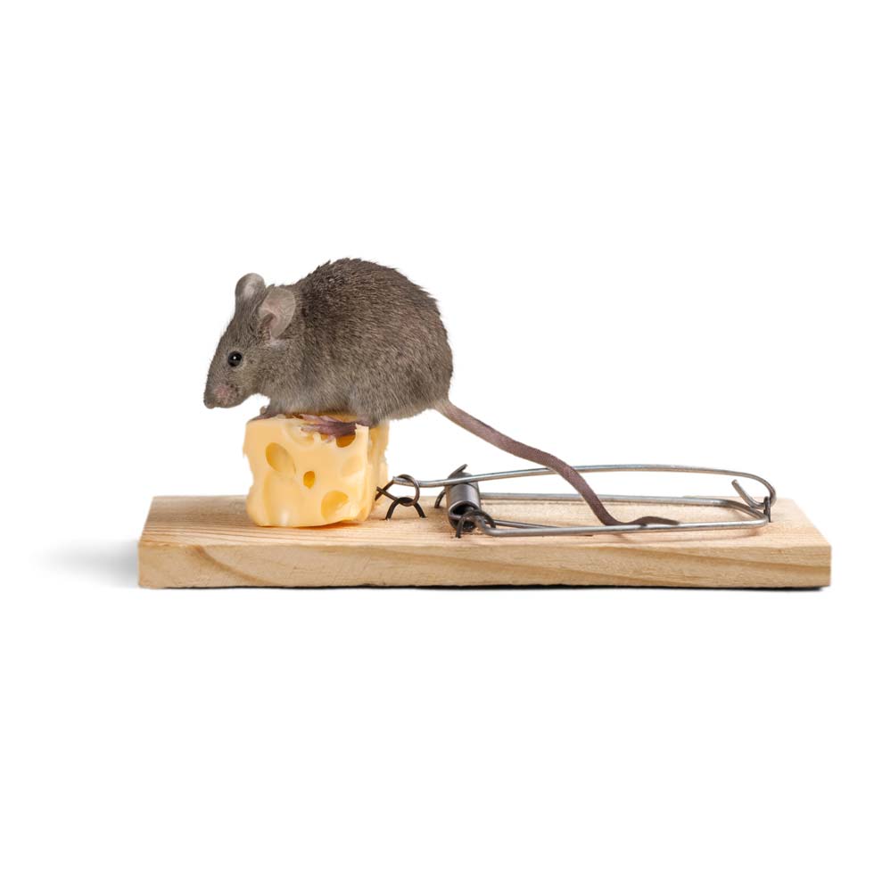 Mouse on mouse trap and cheese